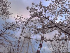 -顾村公园