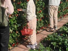 -大自然农场蔬菜草莓采摘园