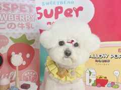 -读宠于你·约克夏比熊·睫角守宫·爬宠售卖(高新店)