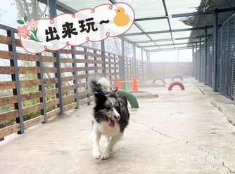 朋友家的狗狗接受训练到寄养，都是在Moore木耳宠物