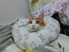 -北京恒爱动物医院(清景园分院)