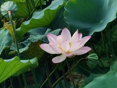 -荔湾湖公园