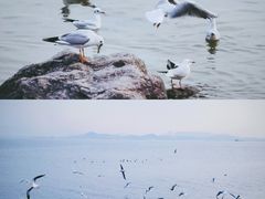 -深圳湾公园(南山区)