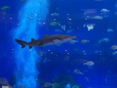 -成都浩海立方海洋公园