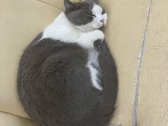 -爱诺耐芙动物医院(万博店)