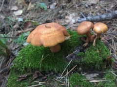 -五营红松林海景区