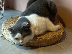 -猫儿山۰猫主题餐厅