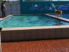 -趣玩宠物乐园寄养训犬训狗游泳池