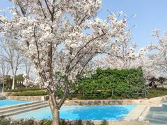 -顾村公园3号门停车场