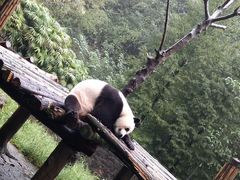 -都江堰中华大熊猫苑