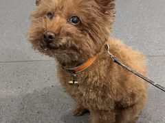 -伟伟宠物医院·CT影像中心·瑞派犬猫综合性门诊(汉口总院)