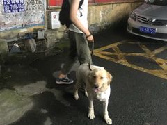 -犬也宠物造型(恒茂国际都会商业街店)