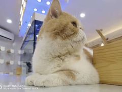 -喵园·猫主题咖啡厅·撸猫·猫咖(国贸店)