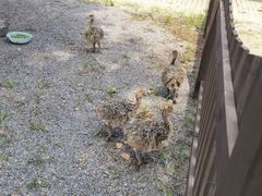 -秦皇岛野生动物园