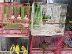 -万商花鸟市场