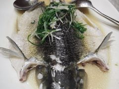 山坑鲩鱼-广东道至正餐厅(区庄店)