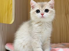 -屋虎猫馆(宝安大仟里店)