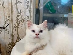 -楼上猫咖(罗湖店)