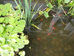 -素满香·素食自助餐(苏州·临顿路店)
