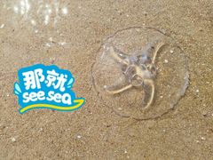 -天津东疆湾沙滩景区