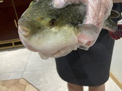 -鲐赏河豚(长寿店)