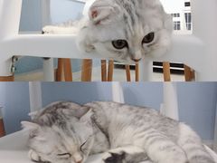 -喵的天空名猫咖啡馆·撸猫·猫舍·用品