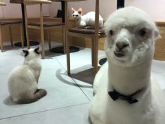 -Heymao猫咖.咖啡厅(东门店)