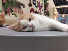 -藏猫猫咖啡主题馆(中央大道店)