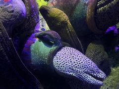 -太平洋海底世界