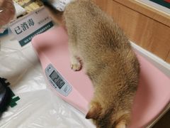 -瑞派宠物医院·24h·骨外科·皮肤科·全科宠物医疗转诊中心(沈阳浑南院)