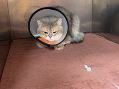 -宠颐生猫科·内科皮肤科(西平世纪城店)