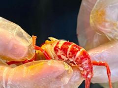 -红盔甲·小龙虾(天钥桥店)