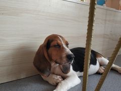 -喜柴咖啡·柴犬狗咖