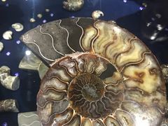 -青岛贝壳博物馆