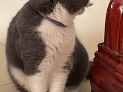 -创凡宠物医院·骨专科  猫科中心(西乡分院)