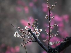 -梅花山(明孝陵内)