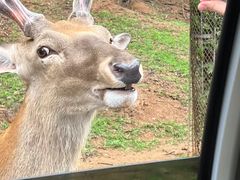 -秦皇岛野生动物园