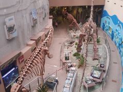 -陕西自然博物馆