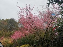 -杭州半山国家森林公园