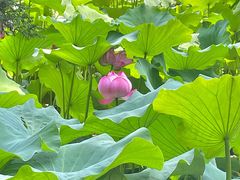 -莲池书院博物馆