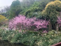 -重庆彩云湖湿地公园