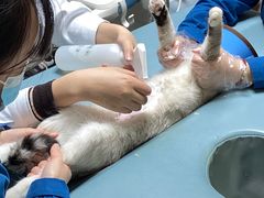 -谐和贝康宠物医院24小时·宠保定点(急重症转诊中心)