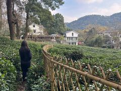 -野蔓果·山野菜(西湖景区·龙井茶田店)