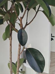 -HEYAN荷妍专业脱毛连锁机构
