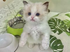 -青奢宠物·青奢猫舍