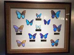 -上海昆虫博物馆