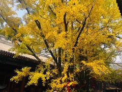 -新辣道鱼火锅(世纪金源购物中心店)