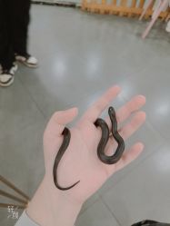 -Moni星球萌宠·小马宝莉·灵蛇·高端高阶全萌宠互动体验俱乐部(红豆国际广场店)