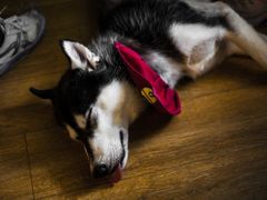 -Husky Go! 哈士奇体验馆·宠物咖啡厅狗咖