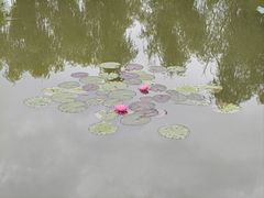 -滕州微山湖红荷湿地景区